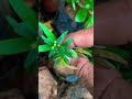 Cây Trâm suối mini sđt 0793215680
