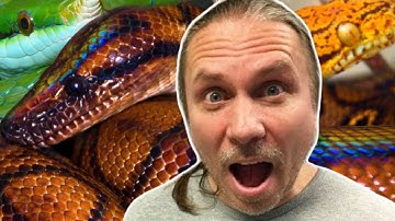 ALL MY SNAKES IN ONE VIDEO!!! (THOUSANDS) | BRIAN BARCZYK