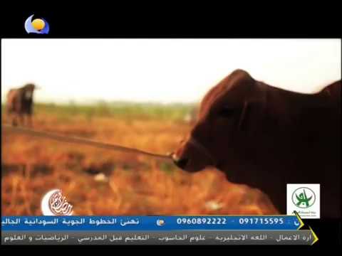 أولاد حاج الماحي التمساح
