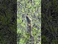Very hungry Arctic ground squirrel
