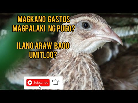 Video: Ano ang tawag sa isang pangkat ng mga lark o pugo?