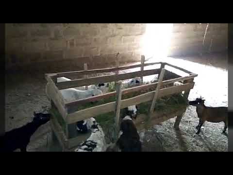 Sheep Farming in Nigeria (Feeding)