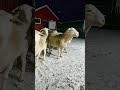 Пришла зима / Домашняя Ферма Белых Дорперов/ Winter Has Come / Home Farm of White Dorpers/ Russia