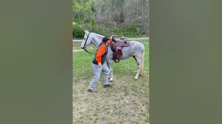 Wilma Flea Bitten Grey Mare