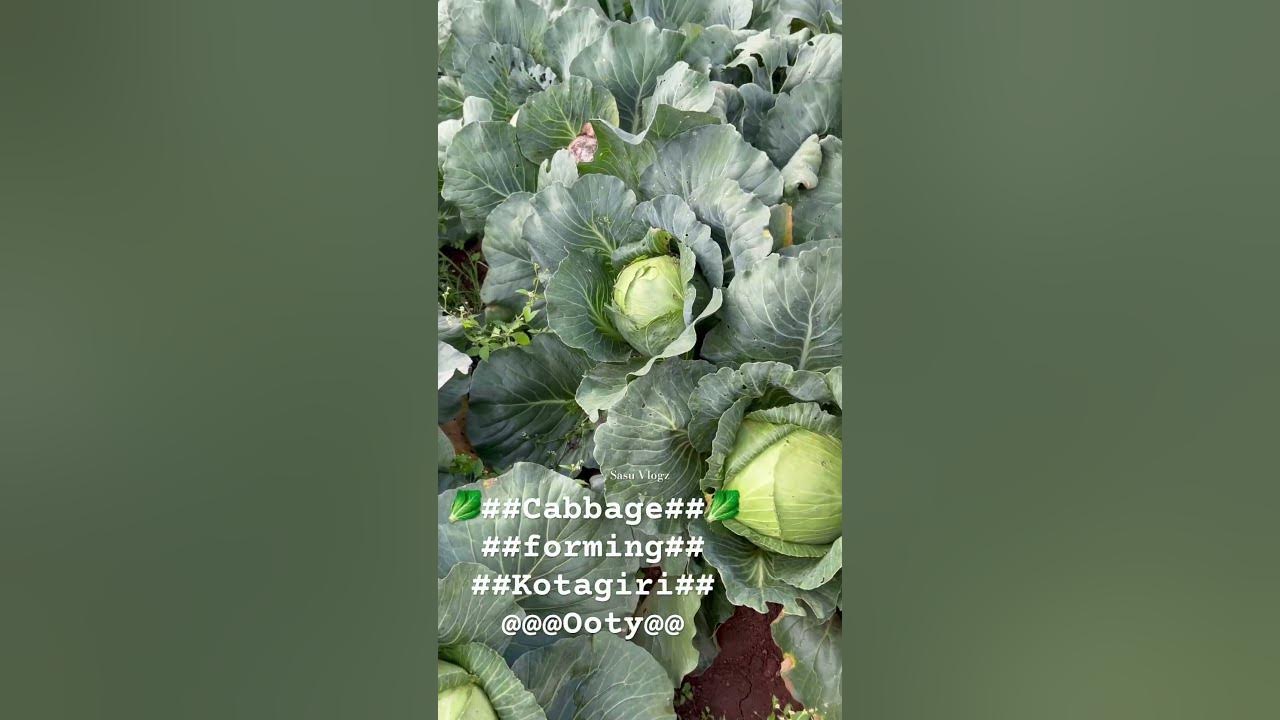 🥬Cabbage 🥬forming kotagiriOoty YouTube
