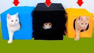 10 ИДЕЙ ДЛЯ ВАШЕГО КОТА 10 ИДЕЙ ДЛЯ ВАШЕГО КОТА