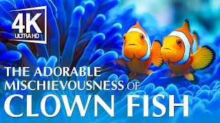 The Adorable Mischievousness of Clown Fish 4K (ULTRA HD)  The Odd World of Deep Sea Mimicry