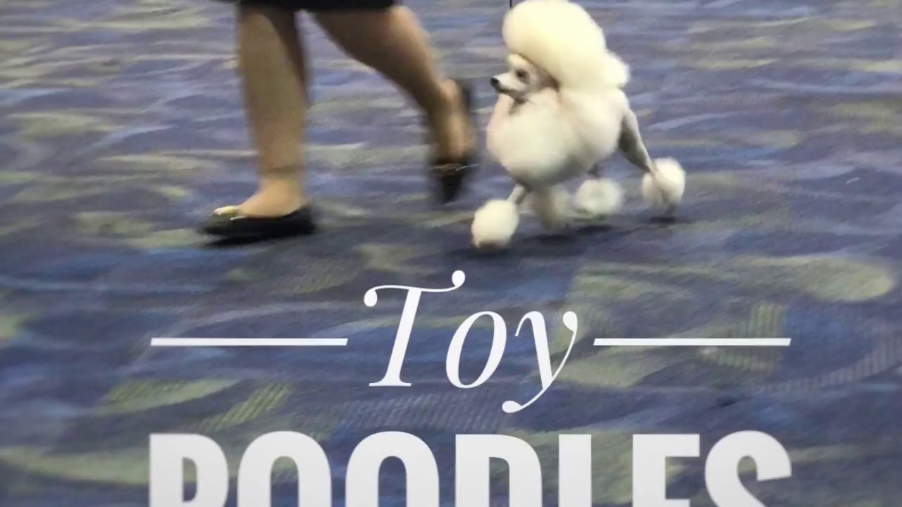 The Creole Poodle Club of New Orleans Specialty 2017 The Toys YouTube