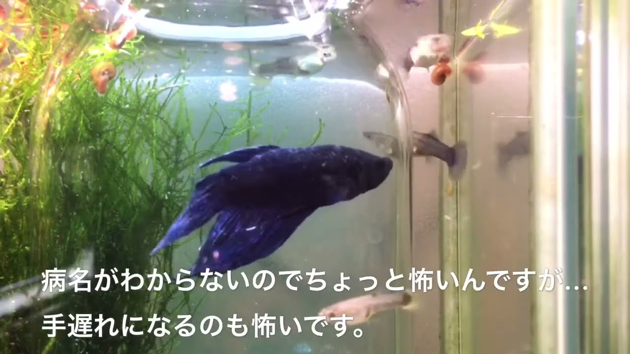 ベタが病気 誰か助けて下さい アクアリウム Youtube