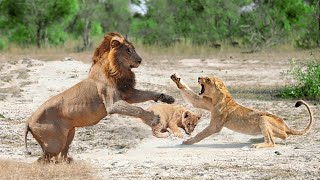Lion Vs Lion Real Fight - Mother Lion Failed To Protect Her Cub From Male Lion - Wild Animals Attack