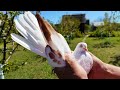 Николаевские голуби. Тренировка голубят. 9 мая 2021