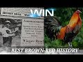 BROWN RED GAMEFOWL HISTORY (Melsim fowls) winning lines