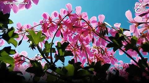 ﴿إِنَّ اللَّهَ وَمَلائِكَتَهُ يُصَلّونَ عَلَى النَّبِيِّ﴾ ﷺ  || القارئ: أحمد بن طالب💗🌺.