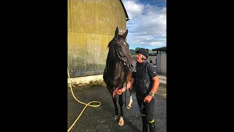 Pimlico Racing's Alice Avril on the gallops at Henry de Bromhead's yard, 28th July 2021.