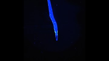 Quick Confocal How To Video