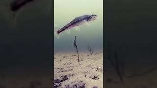 Атака щуки на пескаря. Подводная сьемка.#fishing #shortvideo #рыбалка #shorts