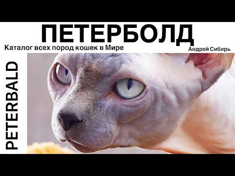 ПЕТЕРБОЛД. ВСЕ ПОРОДЫ КОШЕК МИРА. PETERBOLD.