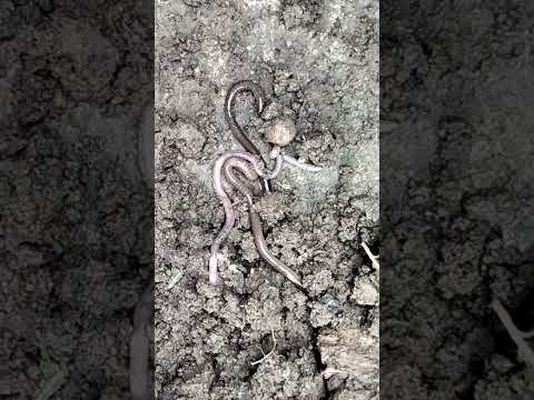 Nightcrawlers Natural Nightcrawler Shorts