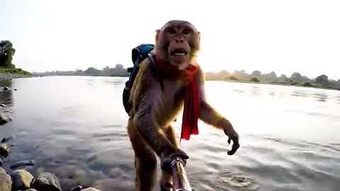 MY FIRST VLOG || MONKEY BLOG ON HARIDWAR #vlog #haridwarvlog#monkeyvlog #monkeyvlogger #monkeyvlogs