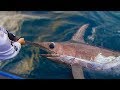 Three Monster Swordfish in three drops off Tassie IFISH