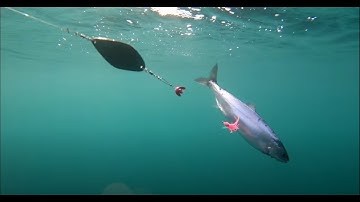 KOKANEE SALMON Rigging! | Rod-Reel-Line | Downrigger & Planer Board Setup Explained!