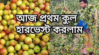 আজ প্রথম কুল হারভেস্ট করলাম। / I did my first plum harvest today.(Beauty Village BD)