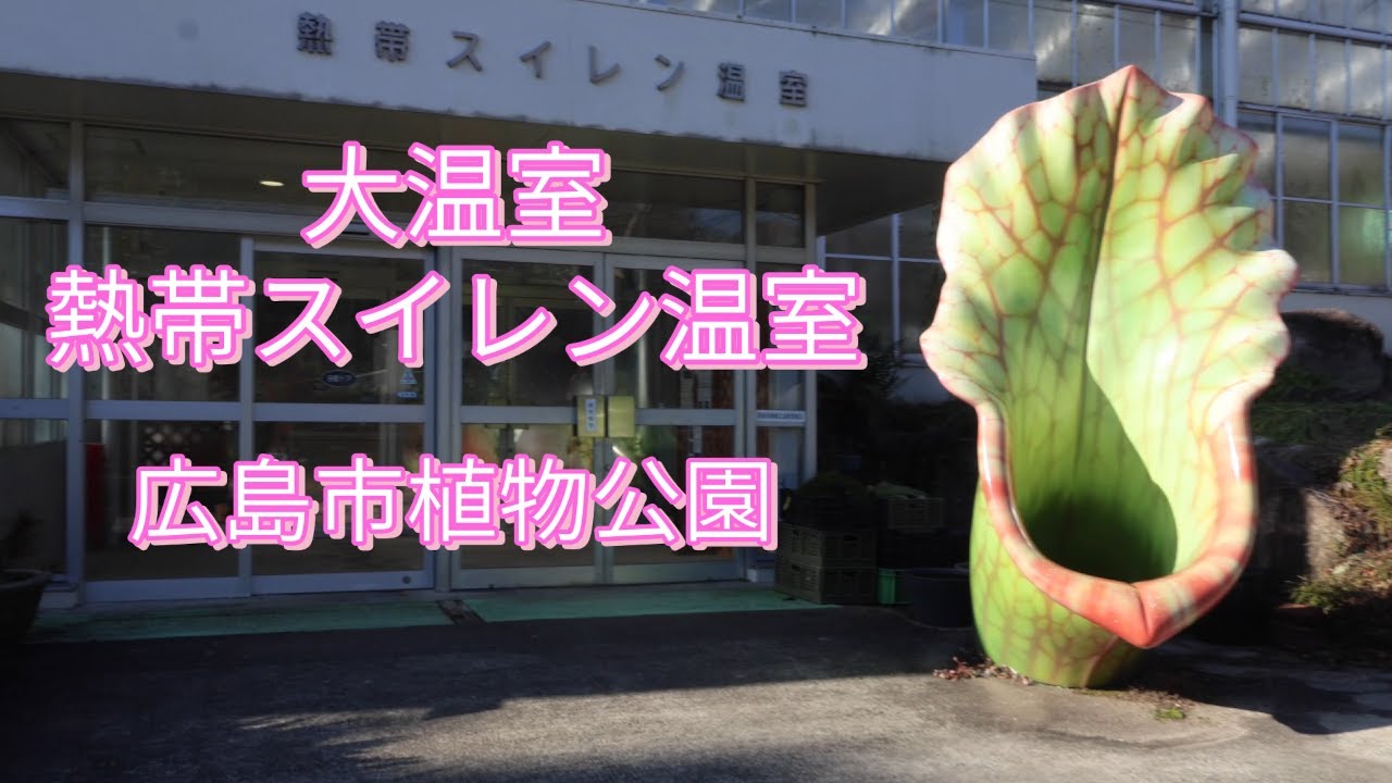寒い時に暖かい所で植物を見て癒されませんか！/大温室/熱帯スイレン温室/広島市植物公園/広島県広島市