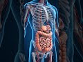 How long does it take for human food to digest? #humanbeing #shorts