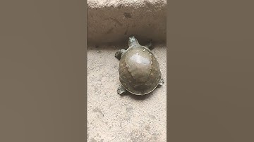 Thumbnail of #music #song #newsong #love #turtle #turtlewatching