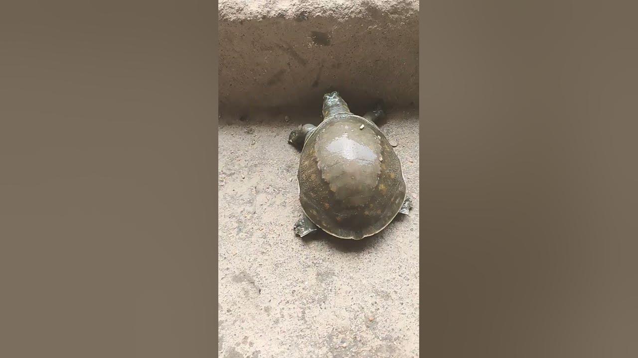 #music #song #newsong #love #turtle #turtlewatching