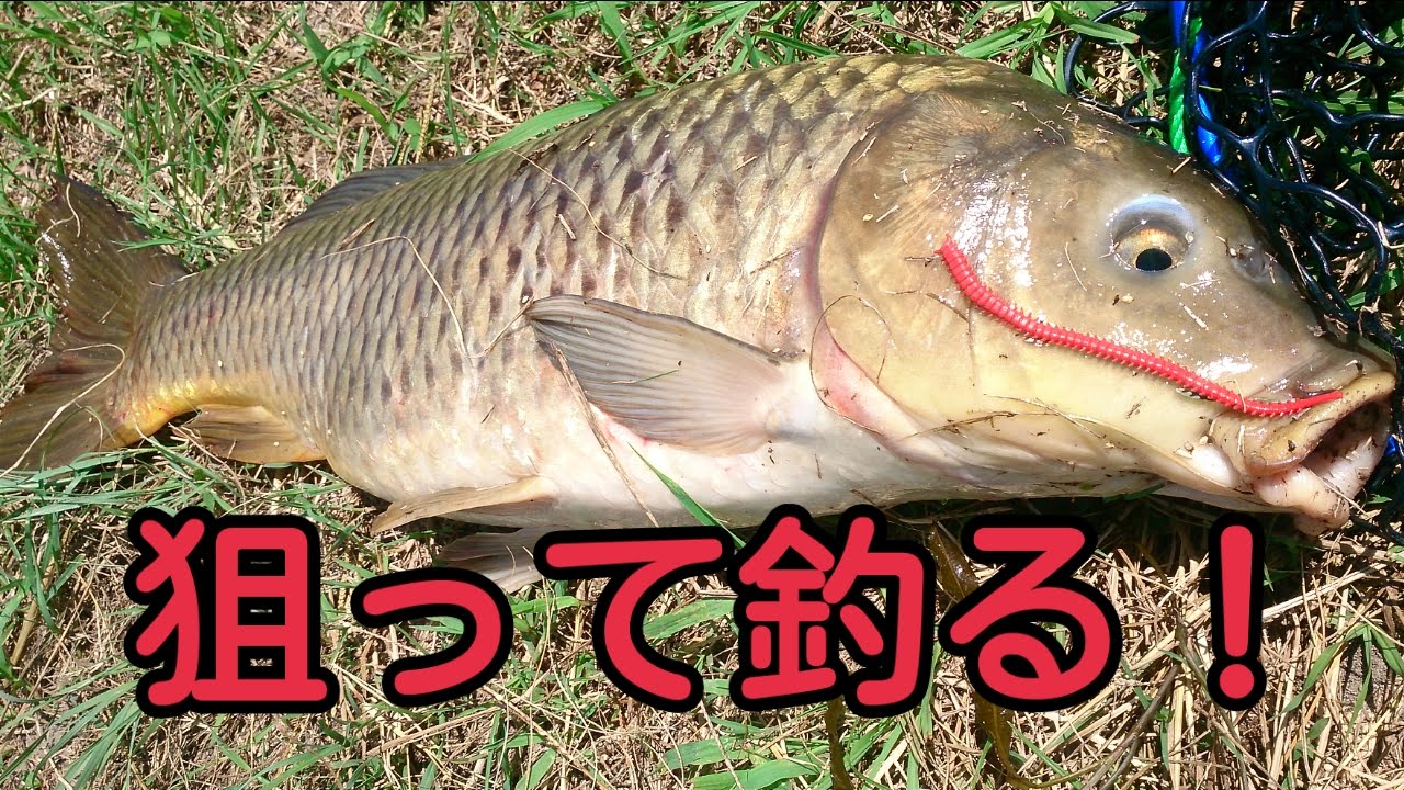 鯉釣り ルアーで狙ってみよう Carp Fishing Youtube