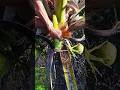 Coconut flower cutting for Coconut sap 🍷🌴 #wine #coconutwine #tree #coconut
