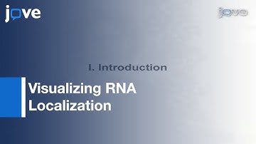 Visualizing RNA Localization In Xenopus Oocytes l Protocol Preview