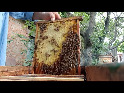 БДЖІЛКИ БЕЗ НАГЛЯДУ.