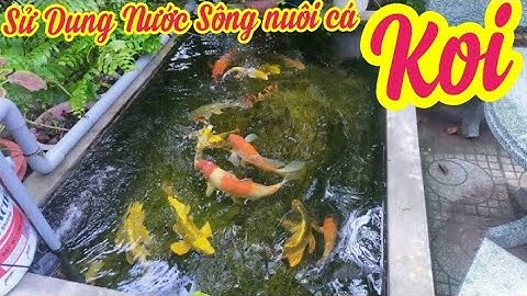Hồ 800l Sử Dụng Nước Sông Nuôi Cá Koi - Nước Trong Cá Khỏe Mạnh, Phát Triển Tốt.Hồ E Bằng Ở Bến Tre.