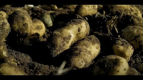 Teagasc IPM Potato Breeding Programme- Denis Griffin