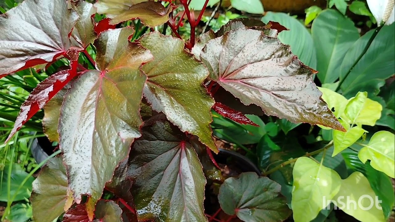 സ്വന്തം അച്ഛനെയും അവൾ അറിഞ്ഞു story telling by mubi