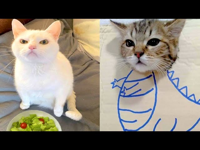 BEST DANK CAT MEMES COMPILATION OF 2021 PART 44 (Funny Cats) 