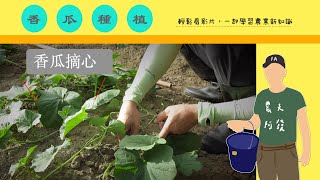 農夫阿發｜香瓜種植EP.2｜香瓜摘心與修側芽～種出大顆的果實 
