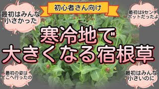 【寒冷地で大きくなる宿根草】-最初はみんな小さかった！- 寒冷地の味方　初心者　ガーデニング　【北側の植栽】