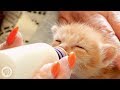 How Kittens Go From Clueless to Cute | Deep Look