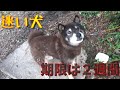 【迷い犬】豆柴ちゃんの運命はどうなるの・・?