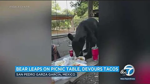 Mother shields son as bear gulps down his birthday meal