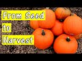 How to Grow Pumpkins from Seed | From Start to Finish | 4 Simple Steps (UK)