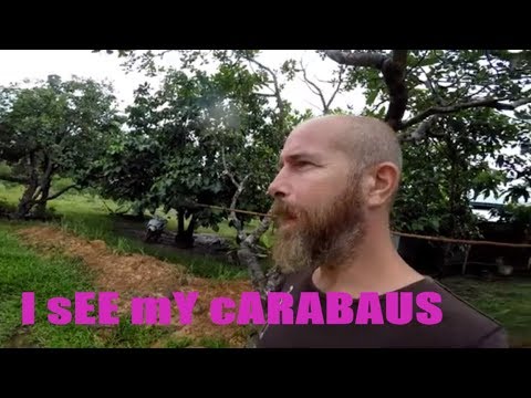 I see my Carabaus - Nipe Adventure - EP 34