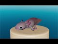Walk Axolotl