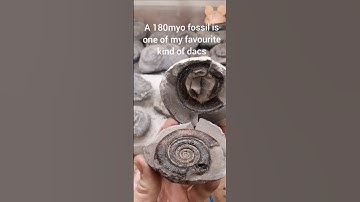 pop and bust went the pebble. #fossilfinds #fossilhunter #fossilprep #fossilflip #ammonite #whitby