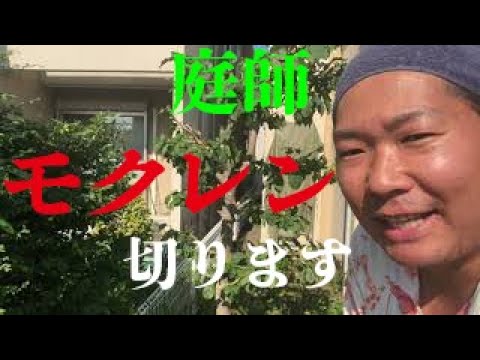 モクレン 花芽と葉芽を意識した剪定お手本 初心者向け勉強動画 Youtube