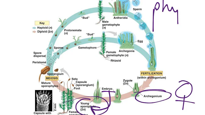 Moss Life Cycle - DayDayNews