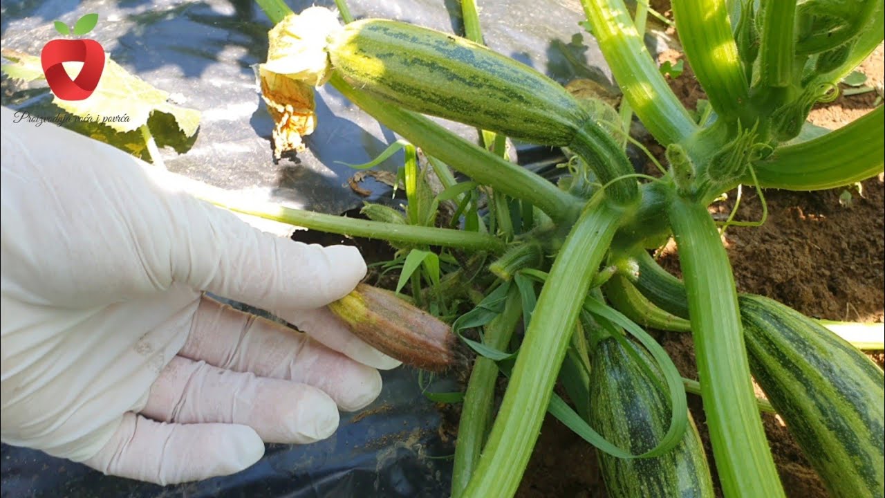Почему у кабачков отмирают цветки и нет плодов? Вот как это предотвратить